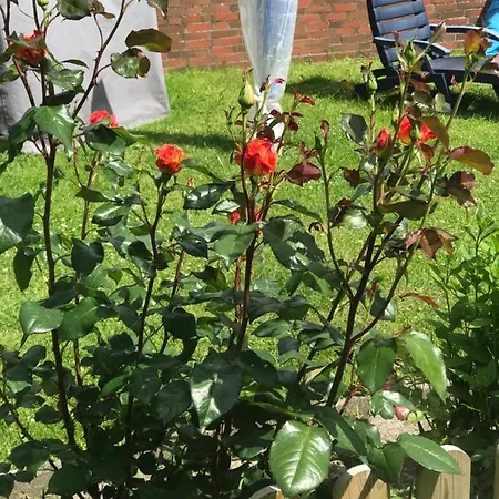 Monteurzimmer, Innenstadt Lage Husum (Schleswig-Holstein)