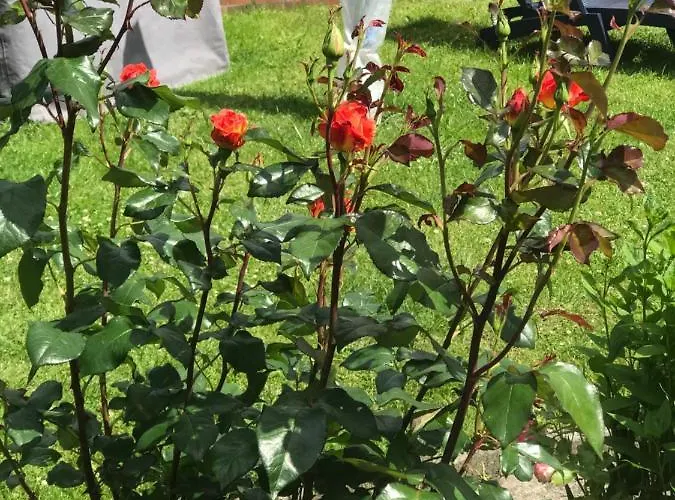 Monteurzimmer, Innenstadt Lage Husum (Schleswig-Holstein)